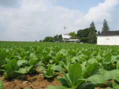 Lancaster County farm scene