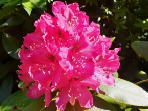 Rhododendrum at The Artist's Inn